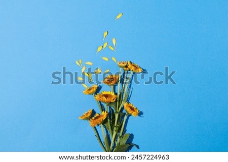 View from above of a minimal scene with several Calendula flower branches displayed over blue background. Calendula (Calendula officinalis) is a plant known as pot marigold