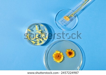 Two petri dishes filled with fluid of Calendula flower extract. A test tube with a branch of Calendula flower inside. Calendula is often marketed as a treatment for eczema