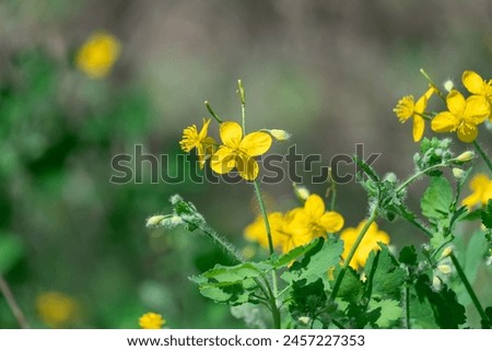 Close-up of yellow flower celandine grows in fields and meadows. Blooming medicinal chelidonium plant of the poppy family papaveraceae. Widely used in traditional medicine. Royalty-Free Stock Photo #2457227353