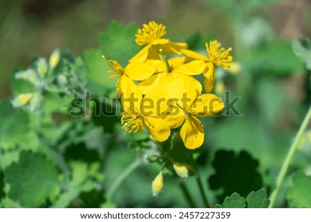 Close-up of yellow flower celandine grows in fields and meadows. Blooming medicinal chelidonium plant of the poppy family papaveraceae. Widely used in traditional medicine. Royalty-Free Stock Photo #2457227359