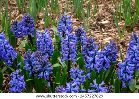 Flowering blue Hyacinth (Hyacinthus orientalis) and white pansy flower plants growth in the flowerbed. Floral background, gardening. Spring holiday card, floral background. Selective focus