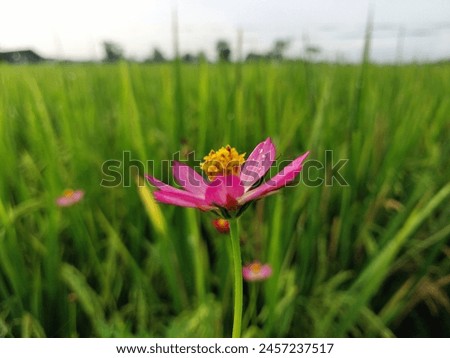 flowers on green grass background for background or wallpaper