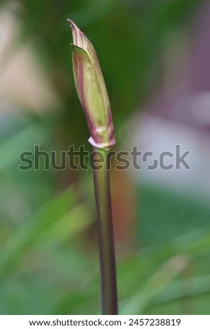 Close up of pink striped trumpet lily flower's bud with blurry background 