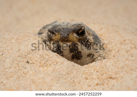 The Desert Rain Frog, Web-footed Rain Frog, or Boulenger's Short-headed Frog (Breviceps macrops) is a species of frog found in Namibia and South Africa. Royalty-Free Stock Photo #2457252259