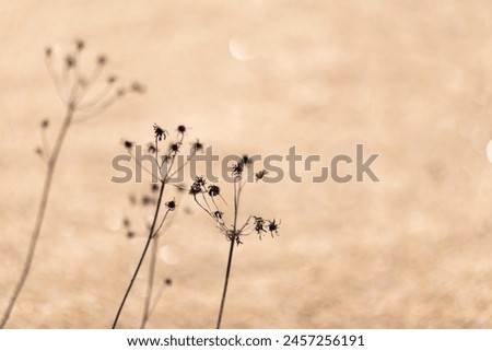 Dry bidens flowers are on sandy coast of Baltic Sea on a sunny spring day over blurred background, abstract natural photo with selective soft  focus