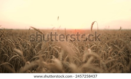 ears of wheat on the field during sunset. farming wheat harvesting agribusiness concept. walk in a large wheat field. big harvest of wheat in summer on the field sunlight landscape