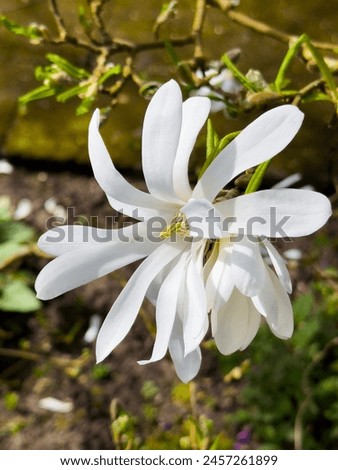 Close-up of a white magnolia stellata in Manor Barn Gardens, Bexhill, East Sussex, England