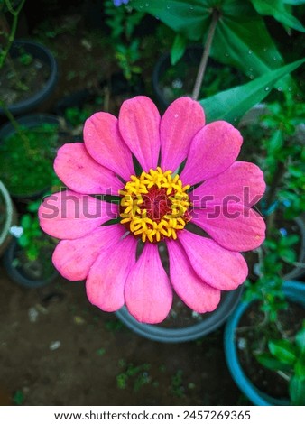 Pink flowers blooming on a green and brown background