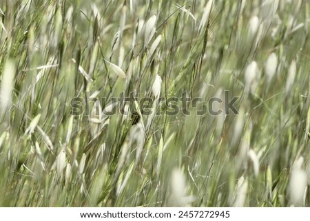 Avena species have similar long oval shaped florets. A. sterilis florets can be distinguished from similar species by dark coloured, granular textured florets shed as a group of florets, with an egg-s Royalty-Free Stock Photo #2457272945