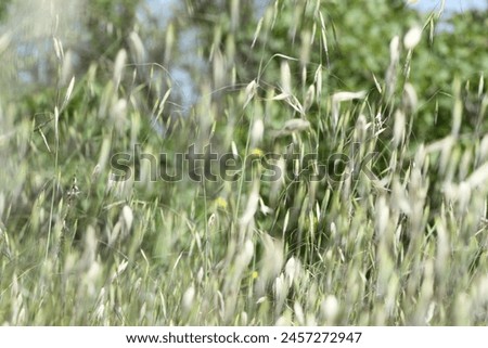 Avena species have similar long oval shaped florets. A. sterilis florets can be distinguished from similar species by dark coloured, granular textured florets shed as a group of florets, with an egg-s Royalty-Free Stock Photo #2457272947