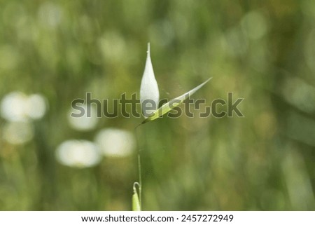 Avena species have similar long oval shaped florets. A. sterilis florets can be distinguished from similar species by dark coloured, granular textured florets shed as a group of florets, with an egg-s Royalty-Free Stock Photo #2457272949