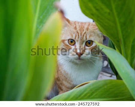 Cat hiding behind the leaves.
