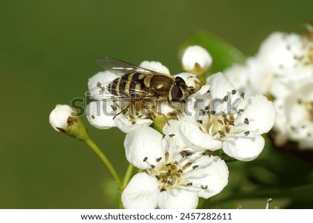 Female hoverfly, Syrphus, probably Syrphus vitripennis, family Syrphidae on flowers of common hawthorn, one-seed hawthorn (Crataegus monogyna). Dutch garden, May.                                Royalty-Free Stock Photo #2457282611