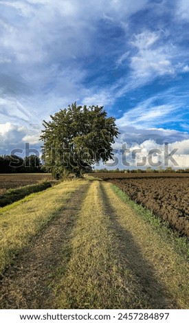 Picturesque fall scene with solitary tree