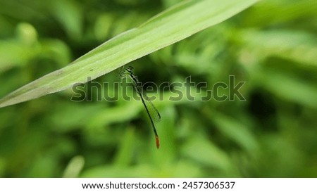 Dragonflies (zygoptera) are small and elongated like needles.