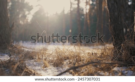 spring forest with remnants of snow. spring forest nature concept. sunny nature of a spring forest covered with lifestyle remnants of snow, glare of the bright sun. nature forest