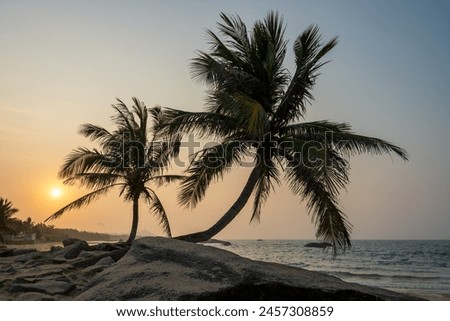 silhouette of palm trees on the beach