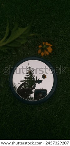 Beautiful flowers picture in mirror 