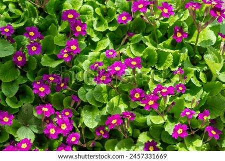 Background or texture of flowering violets with green leaves. Flower Garden.