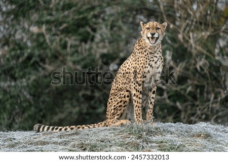 A full body close up photo of adult male Sudan cheetah
(Acinonyx jubatus soemmeringii) photographed on a cold morning on frosty grass yawning and looking to the camera.                               