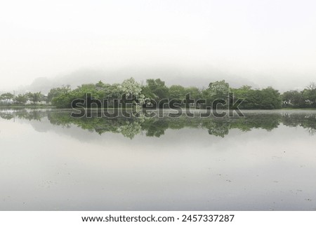 Morning view of white flowers of Retusa fringetree and old tile roof house with reflection on Weiyangji Reservoir in Miryang-si, South Korea