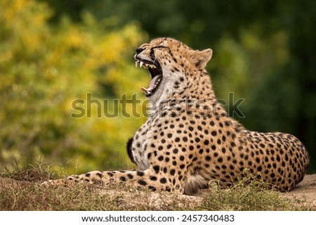 A full body close up photo of adult cheetah (Acinonyx jubatus) photographed oduring autumn yawning.           