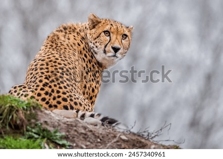 A full body close up photo of adult cheetah (Acinonyx jubatus) photographed during winter looking to the side while laying on a small hill.