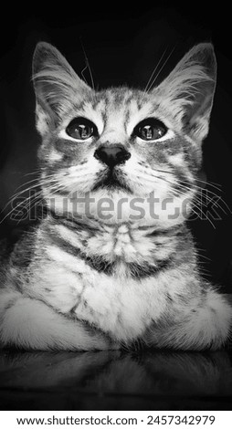 Black and white photo of an adorable tabby kitten