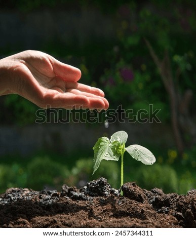 Closeup view old male human arm help heal sow field begin 1 young small green baby root sunny new life hope love hobby. Close up botany country good fresh fertile dirt mud bio eco food crop sun light Royalty-Free Stock Photo #2457344311