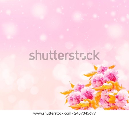 Spring background. Pink spring flowers with bokeh background image.