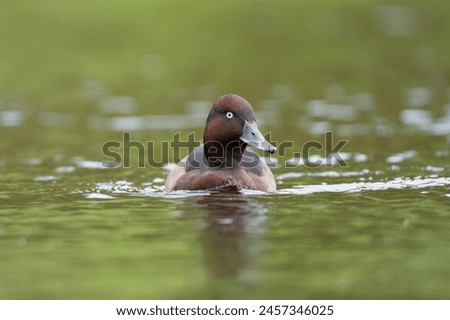 Ferruginous duck, ferruginous pochard, common white-eye or white-eyed pochard - Aythya nyroca swimming in water. Photo from Lubusz Voivodeship in Poland.