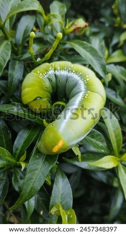This type of caterpillar is a bear caterpillar which is easily found in dense tree areas in England. Many say it is similar to an Iron Man mask.