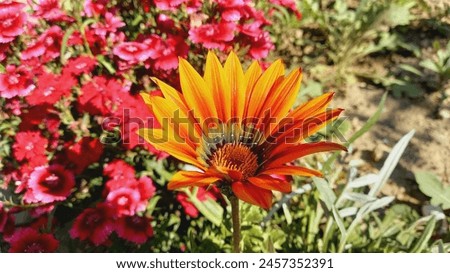 Syn. G. Splendens, Treasure Flower or Gazania Linearis 
