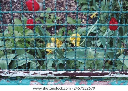tulips behind the fence, decoration, beautiful view, background, postcard, blooming tulips, blur, abstraction, red flowers, blooming garden
