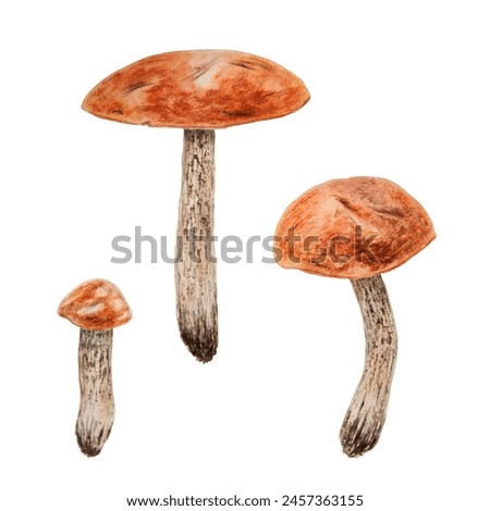 Wild edible mushrooms with red cap. Watercolor hand drawn botanical realistic illustration. Forest boletus clip art. Isolated painting for fabric, postcards, invitations, menus, prints, packing paper