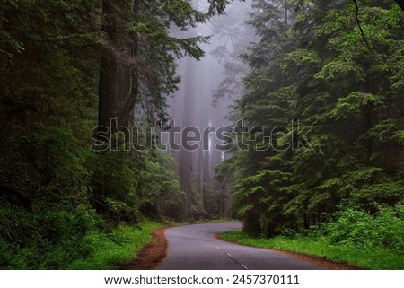 A road through a forest
