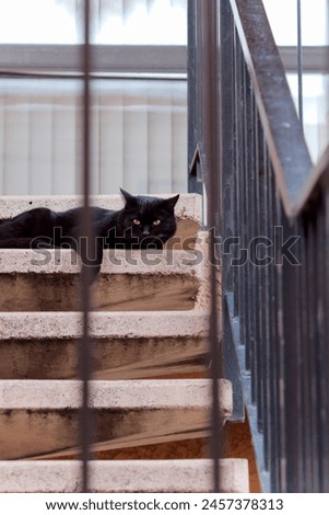 A Black cat behind bars 