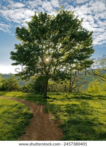 Sunlight shining through a backlit tree in a spring morning, blue sky with clouds, lush grass and a trail veering left in the foreground Royalty-Free Stock Photo #2457380401