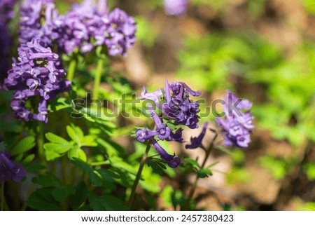Purple wild flowers, macro photo. Corydalis solida, fumewort or bird-in-a-bush, is a species of flowering plant in the family Papaveraceae, native to moist, shady habitats in northern Europe and Asia Royalty-Free Stock Photo #2457380423