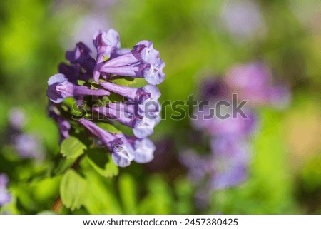 Purple wild flower, macro photo. Corydalis solida, fumewort or bird-in-a-bush, is a species of flowering plant in the family Papaveraceae, native to moist, shady habitats in northern Europe and Asia Royalty-Free Stock Photo #2457380425