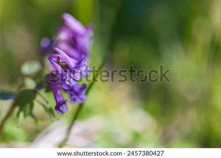 Purple wild flower, macro photo. Corydalis solida, fumewort or bird-in-a-bush, is a species of flowering plant in the family Papaveraceae Royalty-Free Stock Photo #2457380427