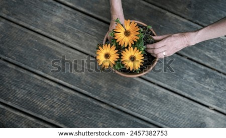 Overhead view of female hands planting beautiful orange flowers in a clay pot on a wooden patio. Gardening and hobby conceptual image.