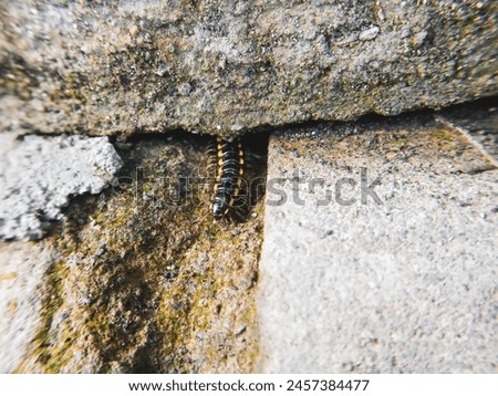 Yellow spotted millipede or Harpaphe or Polydesmida pictur above cemen ground and hiding below stone. Royalty-Free Stock Photo #2457384477