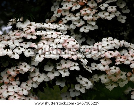 Closeup of the cream flushed pink bracts of the dogwood garden plant Cornus kousa var. chinensis wisley queen. Royalty-Free Stock Photo #2457385229