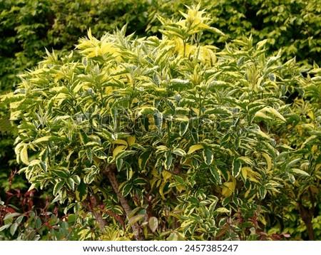Closeup of the green and yellow leaves of the perennial garden shrub sambucus nigra aureomarginata.  Royalty-Free Stock Photo #2457385247