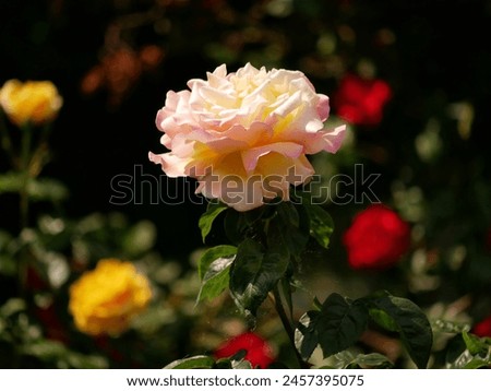 Varietal elite roses bloom in Rosengarten Volksgarten in Vienna. Pink and yellow Floribunda rose flower close up.
