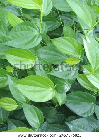 Betel leaf plant which functions as a herbal concoction Royalty-Free Stock Photo #2457396825
