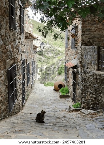 Black cat resting in Patones de Arriba, Spain