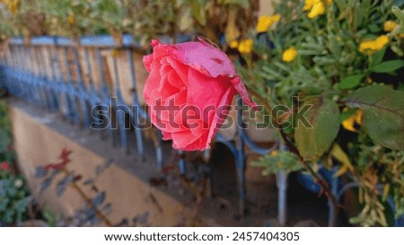 Red Rose in a Home garden
