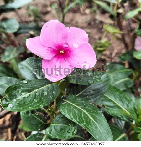 Garden Pink Flower water drop Madagascar periwinkle my garden  